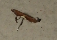 Caloptilia stigmatella