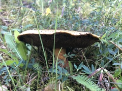 Suillus variegatus