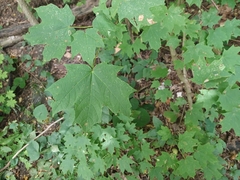 Acer floridanum