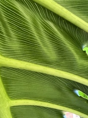 Thaumatophyllum xanadu