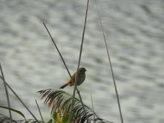 Emberiza schoeniclus
