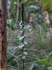 Spiranthes lacera