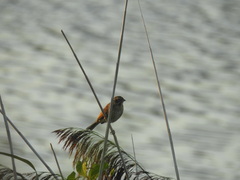 Emberiza schoeniclus