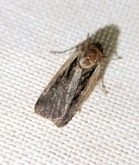 Ochropleura implecta