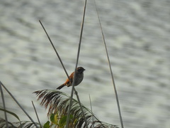 Emberiza schoeniclus