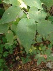 Celtis occidentalis