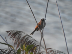 Emberiza schoeniclus