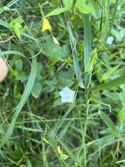 Ipomoea lacunosa