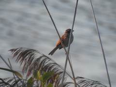 Emberiza schoeniclus
