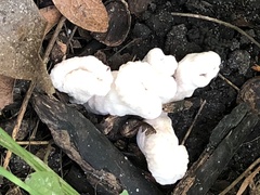 Entoloma abortivum