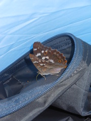Apatura ilia