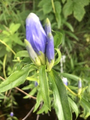 Gentiana linearis