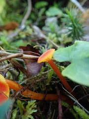Hygrocybe cantharellus