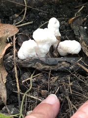 Entoloma abortivum