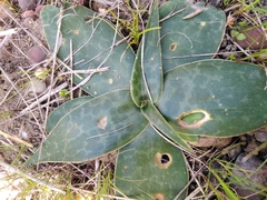 Ledebouria revoluta
