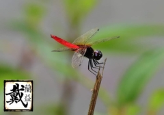 Aethriamanta brevipennis