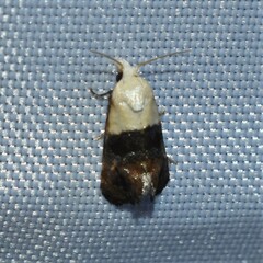 Eugnosta erigeronana