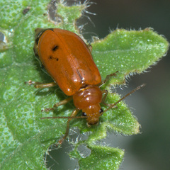 Aulacophora indica