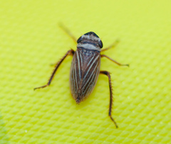 Aphrodes