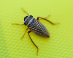 Aphrodes