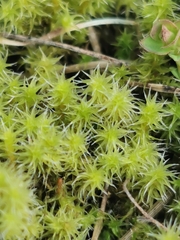 Racomitrium canescens