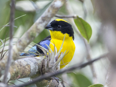 Anisognathus somptuosus