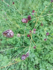 Podosphaera ferruginea