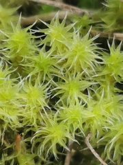 Racomitrium canescens