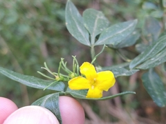 Chrysojasminum fruticans