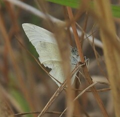 Pieris rapae