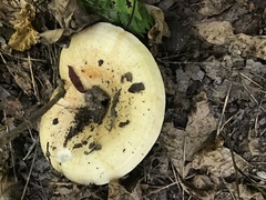 Lactarius pubescens
