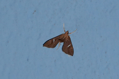 Uthinia albisignalis