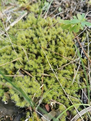 Racomitrium canescens