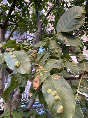Aceria erinea