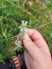 Pycnanthemum