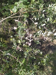 Lonicera implexa