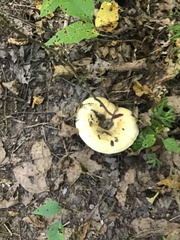 Lactarius pubescens