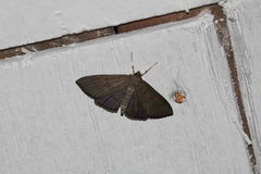 Herpetogramma phaeopteralis