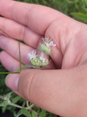 Pycnanthemum