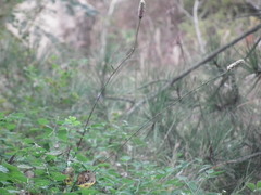 Sanguisorba applanata