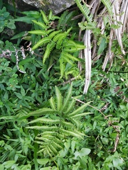 Pteris minor