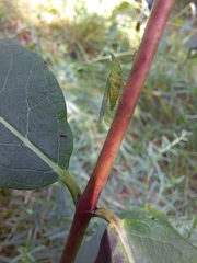 Rhynchomitra microrhina