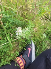Pycnanthemum