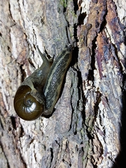 Megaustenia imperator