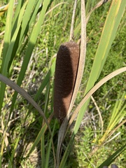Typha angustifolia