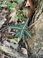 Chimaphila maculata