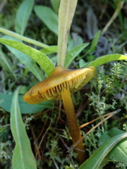 Hygrocybe