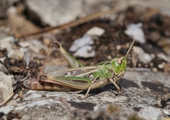 Stenobothrus lineatus