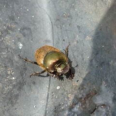 Onthophagus coenobita