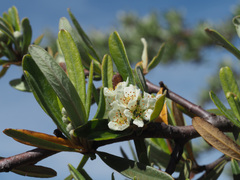 Pyracantha angustifolia